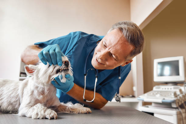 Best Weekend Emergency Dentist in Ashland, NJ